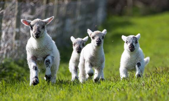 Glückliche Lämmer bei dem Amrumer Lammtagen in Norddorf – mit Leckereien, Musik, Treckerparade und Kinderprogramm.